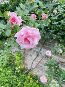 Belle Delphine Secret Place Onlyfans Set Leaked