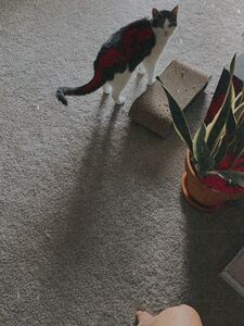 awlivv exclusive onlyfans leaked nude