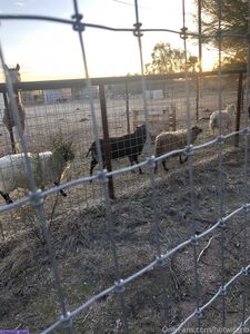 hotwiferio exclusive onlyfans leaked nudes