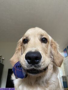 kayyybear exclusive onlyfans leaked nudes