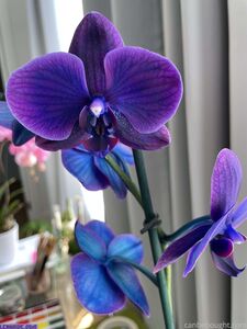 canbebought exclusive Latest onlyfans leaked nudes