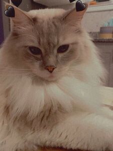 imnotlaika exclusive onlyfans leaked nudes