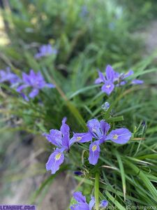 Siegex new hot onlyfans leaked nudes