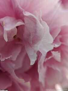 elfgirltalia new hot onlyfans leaked nudes