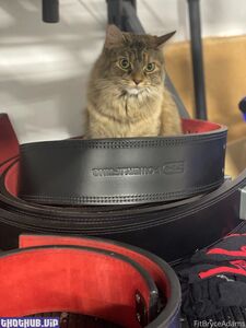 Fitbryceadams new hot onlyfans leaked nudes