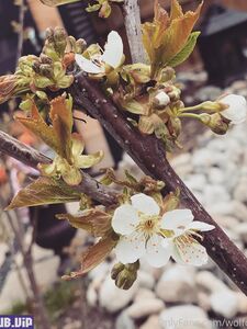 holly wolf new hot onlyfans leaked nudes