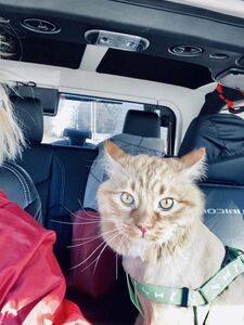 Elle Knox onlyfans leaks nude photos