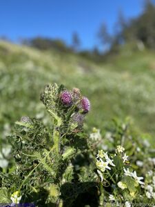 Siegexxx Onlyfans Premium Leaks